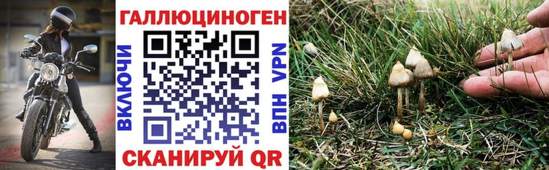 Купить  Кстово  Галлюциногенные грибы Psilocybe 